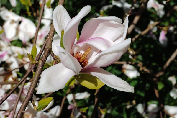 Ý nghĩa và nguồn gốc phong thủy của hoa mọc lan mang lại sung túc gia đình