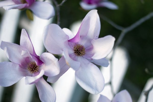 Ý nghĩa và nguồn gốc phong thủy của hoa mọc lan mang lại sung túc gia đình