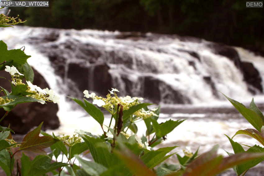 Mẫu - VAD_WT0294 1 VAD_WT0294.jpg