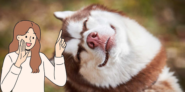 Những câu chuyện hài hước trí tuệ, cách kể chuyện cho người khác cười té khói